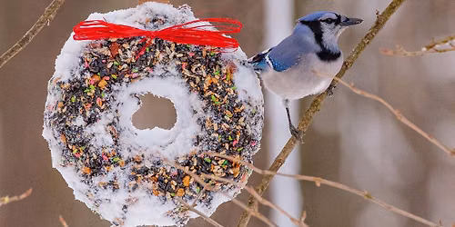 Feeding the Birds in Winter 