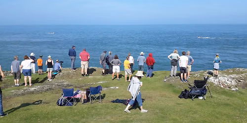 Picnic with a porpoise