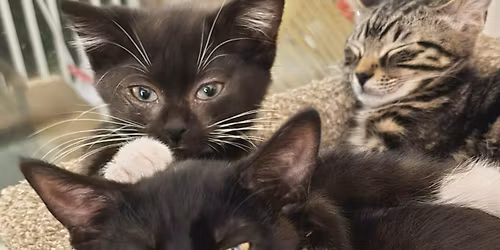 Adoption Event with Hazel's House Rescue & The Boring Safe Haven 