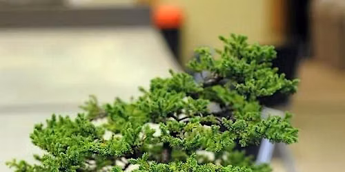 An Afternoon of Bonsai