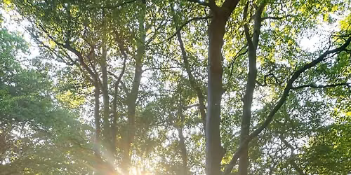 Summer Solstice in the Woods