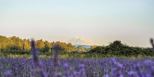 Summer Solstice Celebration at The Lavender Farm and Flower Market