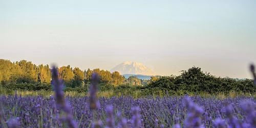 Summer Solstice Celebration at The Lavender Farm and Flower Market