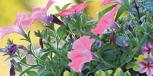 Plant Sale at Westpark Village