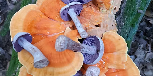 Fungi of Michigan