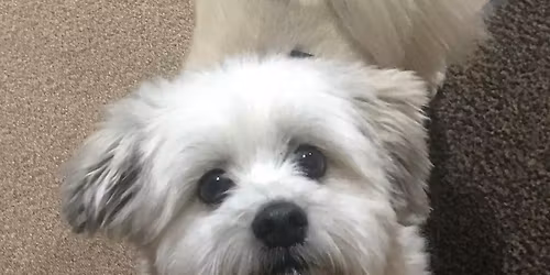 Tiny & Small Dog Enrichment and Social Hour