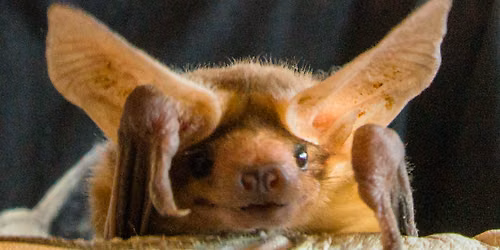 Bat Club at The Broadberry
