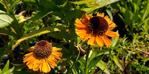 Bee Lawns and Wildflower Margins