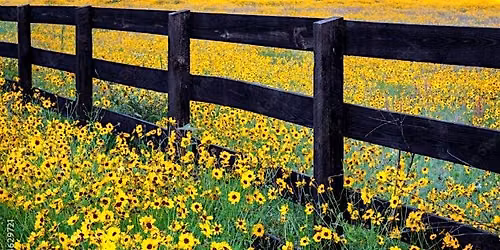 Florida Native Plant and Wildflower Gardening