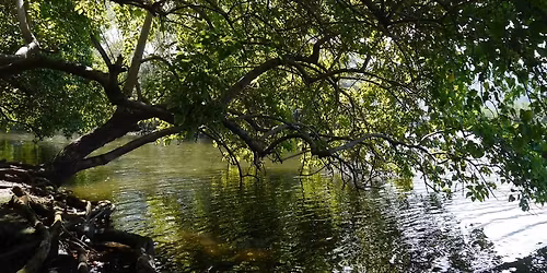\ud83c\udf3f La sub-mangrove : une for\u00eat rare et d'exception