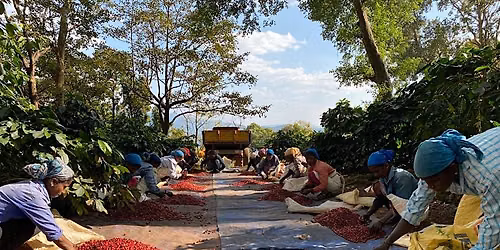 MEL \u2022 Curated Cupping: Get It India