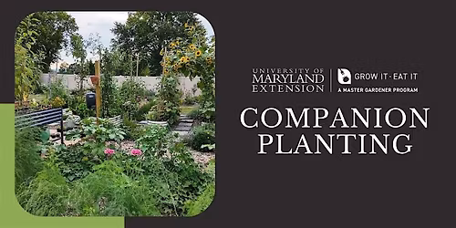 CCMG Spring Series Class #3: Companion Planting