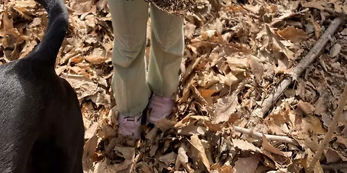 Free Mushroom Walk with the New York Mycological Society