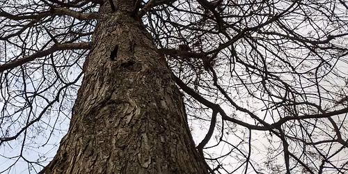 STORY TOUR: Tree Tales