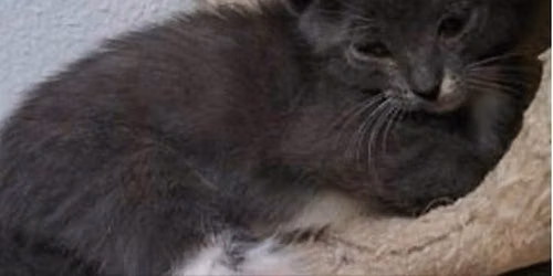 SOS Kitty Adoptions!
