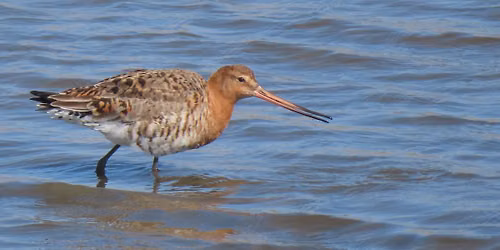 Safari to Keyhaven and Pennington Marshes