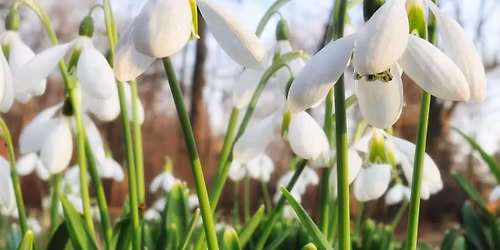 INTERNATIONAL WOMENS DAY TEMPLE NEWSHAM MEET