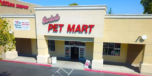 Stockton - Dog dental cleaning