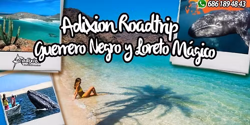 Avistamiento de Ballenas Gris y Loreto Magico.