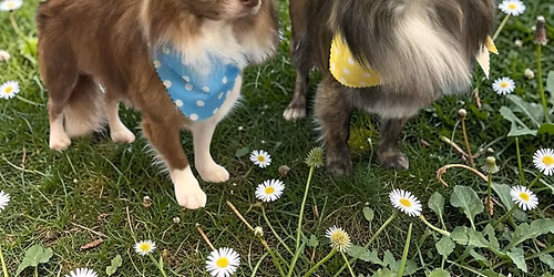 Schedule your pets spring grooming \u203c\ufe0f \ud83d\udc3e