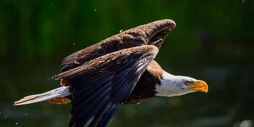 Pause, Look, & Listen: Guided Birding at Idaho Shakespeare Festival