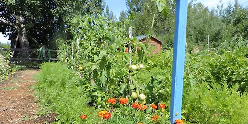 Garden Basics: Planning, Companion Planting and Succession