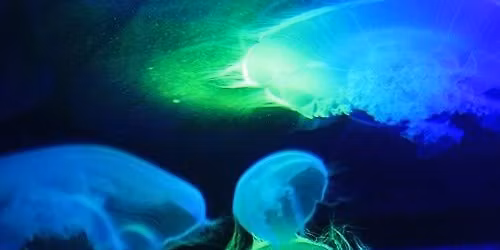 Moon Jelly Fusion (Nov)