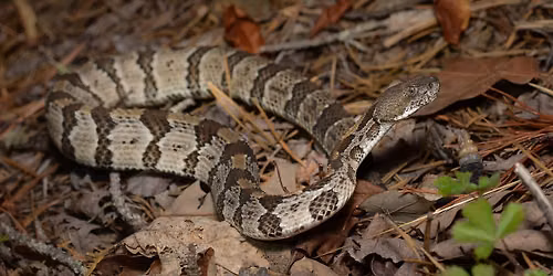 Level 1 Venomous Handling Certification Course - Maplewood, MN