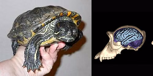 SS B&O Station Open House: Hands-On Activities with Brains and Reptiles