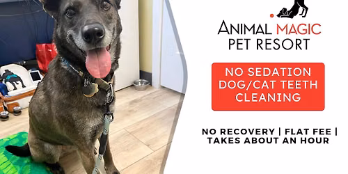 Dog & Cat Teeth Cleaning - Parksville