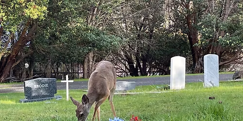 Jacksonville Cemetery Walk\/Hike