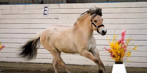 Jysk Plageskue for sm\u00e5heste og ponyracer