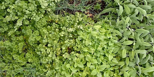 LaFarm Spring Plant Sale