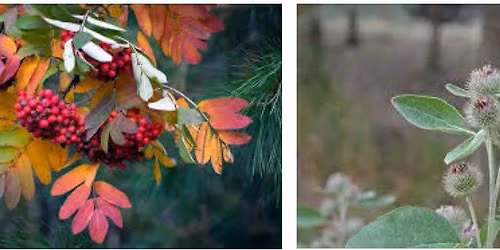 Herbal medicine walk - Autumn