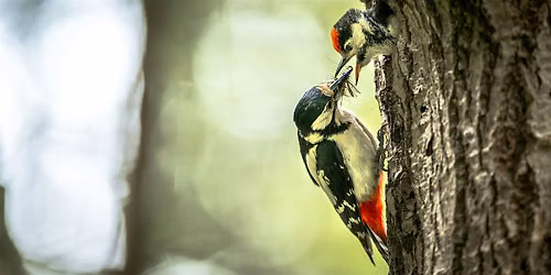 Vogelfotografie