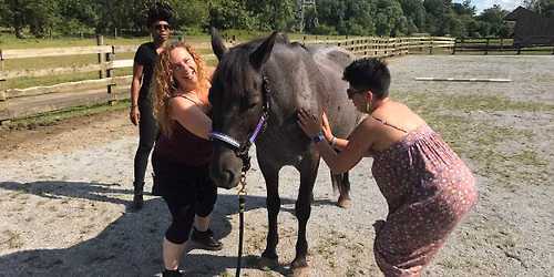 Animal Reiki Practitioner Certification Training