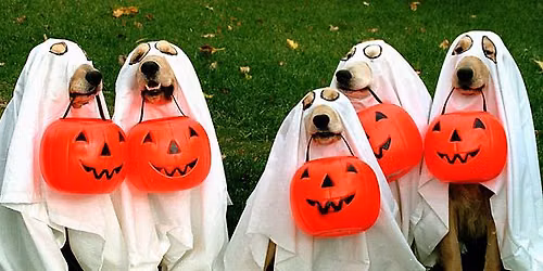 3rd Annual Dog-o-ween Party & Glow Walk
