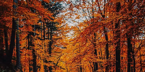 Autumn's Best- Johnstown Camera Club Meeting