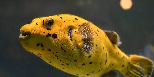 Hvaffor en fisk...? B\u00f8rnegudstjeneste