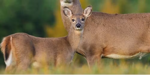 2026 Big Buck Night Chili Dinner