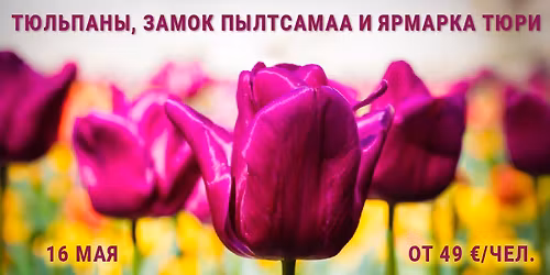 \u0422\u042e\u041b\u042c\u041f\u0410\u041d\u042b, \u0417\u0410\u041c\u041e\u041a \u041f\u042b\u041b\u0422\u0421\u0410\u041c\u0410\u0410 \u0418 \u042f\u0420\u041c\u0410\u0420\u041a\u0410 \u0426\u0412\u0415\u0422\u041e\u0412 