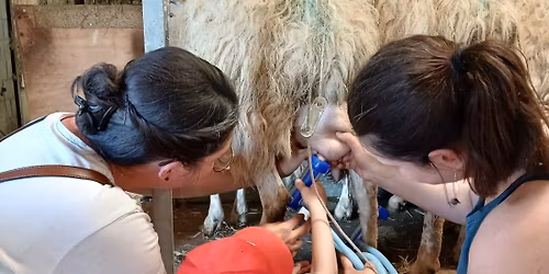 Partez \u00e0 la rencontre des brebis