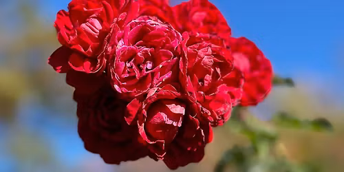 Spring Equinox Renewal Gathering