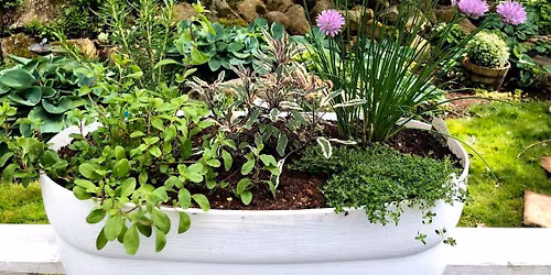 Nourishing the Neighborhood: Herbs for Health and Happiness