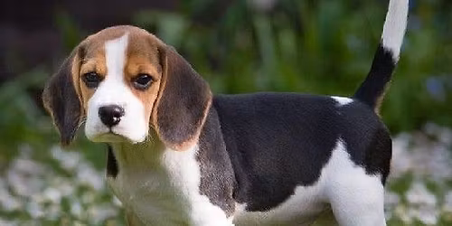 Beagleutst\u00e4llning samt inofficiell utst\u00e4llning d\u00e4r alla raser \u00e4r v\u00e4lkomna