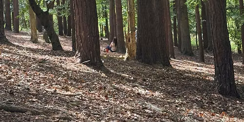 Forest bathing in Malvern, Worcestershire