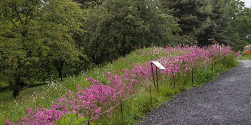 FULLT_Minikurs: Lag din egen blomstereng