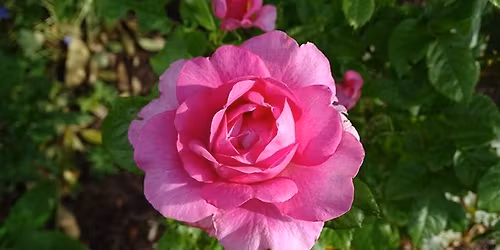 Rendez-vous aux Jardins 