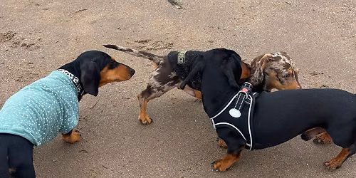 Dachshund Walk