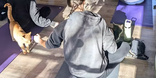 Cats on Mats Yoga Class